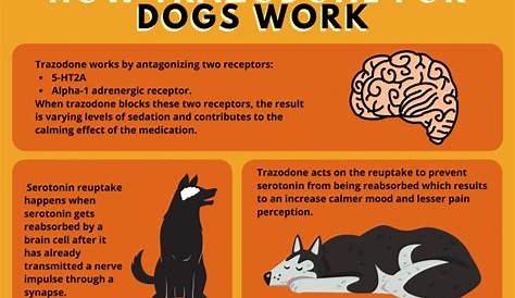 Trazodone For Dogs: Uses, Benefits, And Precautions For Dog Behavior Management | Bark For More