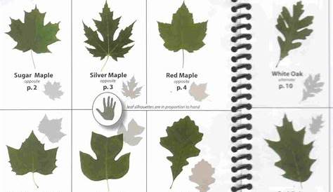 Ohio Tree Identification Guide Leaves Submited Images Pic 2 Fly | Leaf