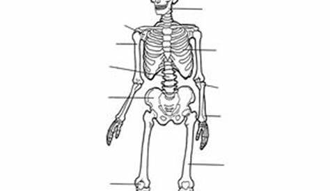 label the skeleton worksheet answers