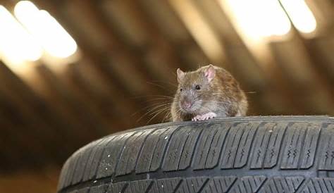 rodents chewing car wiring