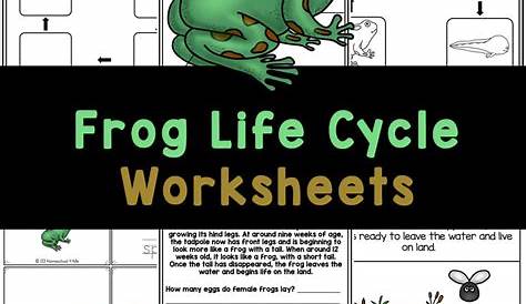frog life cycle worksheet 3rd grade