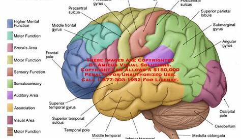 AMICUS Illustration of amicus,anatomy,function,lateral,brain,broca,area