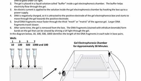 PCR and Gel Electrophoresis worksheet - Coleen Holtz | Library | Formative