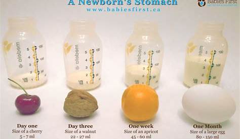 A Newborn's Stomach - Babies First