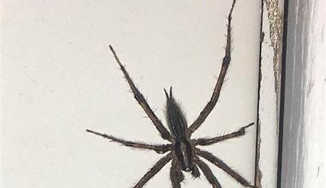 Spiders in Pennsylvania - Species & Pictures