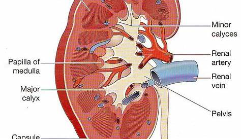 label the schematic drawing of a kidney
