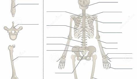 Human Skeleton Worksheet Answers / Bone Classification Anatomy And