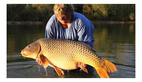 Examining the scale of the world record common carp