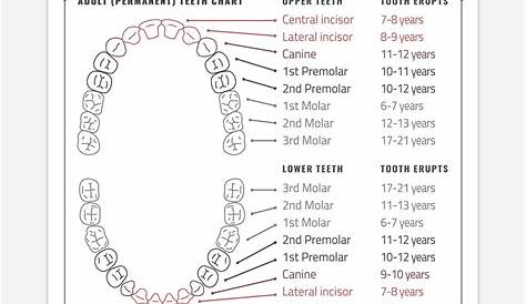 Adult Teeth Chart | Education Illustrations ~ Creative Market
