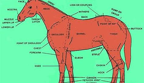 Diagram of the Parts of the Horse | Horses, Horse care, Horse breeder
