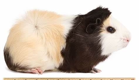 guinea pig weight chart