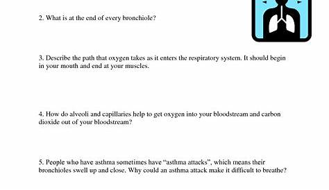 14 Best Images of Blank Fill In The Circulatory System Worksheet Answer