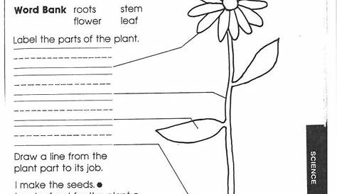 life cycle of plants worksheet grade 4