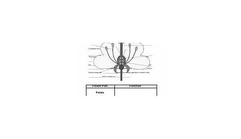structure of a flower worksheet answers