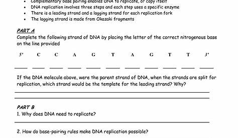 13 Best Images of DNA Complementary Strand Worksheet - DNA Replication