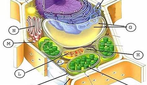 Animal and Plant Cell Labeling