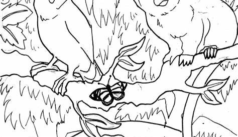 Rainforest Coloring Pages | Coloring Pages Gallery