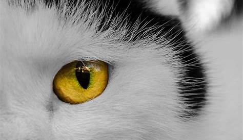 Cat's Eye Free Stock Photo - Public Domain Pictures