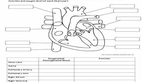 Teach child how to read: Printable Worksheets For Arteries And Veins