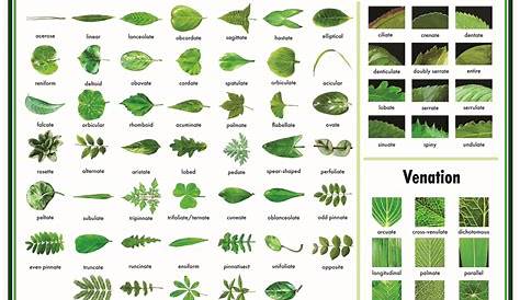weed leaf identification chart