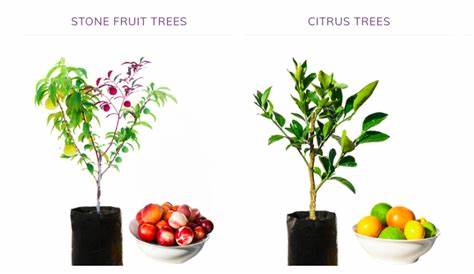 An Easy Guide to Growing a Grafted Multi-Fruit Tree - Garden and Happy
