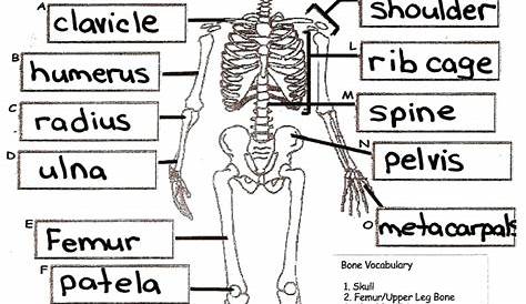 human skeletal system worksheet