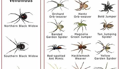 Spiders in South Carolina: List with Pictures