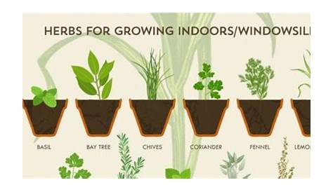 what herbs to plant together chart