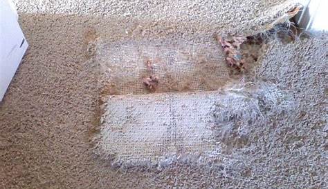 How Do You Repair a Damaged Carpet?