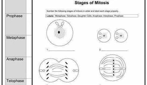 Mitosis Worksheet And Diagram Identification Answer Key Science Stem