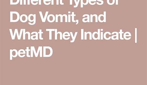 Different Types of Dog Vomit, and What They Indicate | petMD | Sick dog