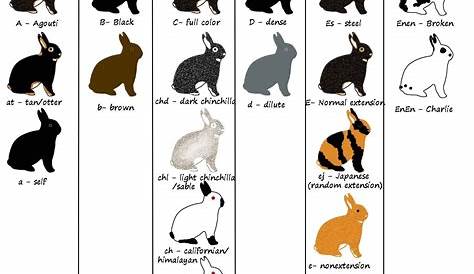 wild bunny age chart