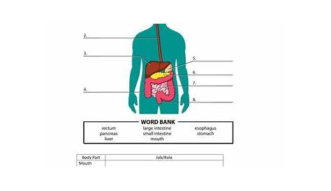 The Digestive System Worksheet by MMullen1005 - Teaching Resources - Tes