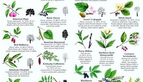 Ohio Trees & Wildflowers: A Folding Pocket Guide to Familiar Plants
