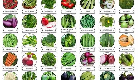 Buy Vegetable Seeds pack of 45 for Home Gardening Fresh Seed Online in