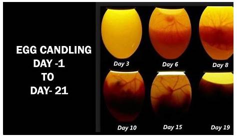 Egg Candling Process From Day 1 To 21|Egg Hatching Process|Incubator