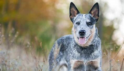 when do blue heelers get their color