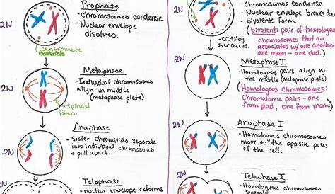 mitosis meiosis comparison worksheet