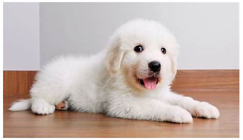 great pyrenees puppy weight chart