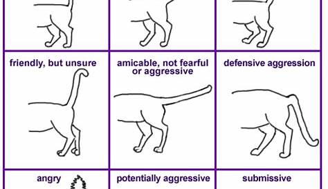 What Does Your Cat\'s Tail Say? | The Literate Cat