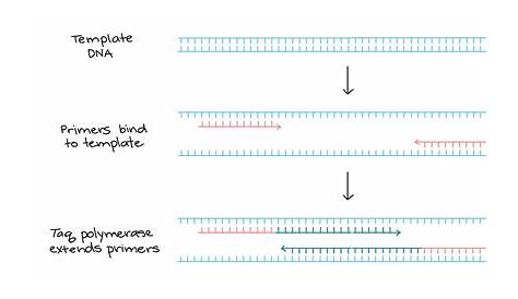 Ask: Polymerase chain reaction (PCR)