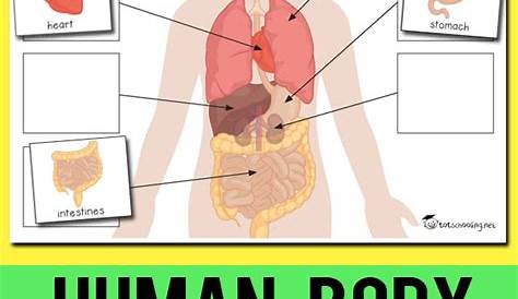 Human Body Organs Printables | Totschooling - Toddler, Preschool