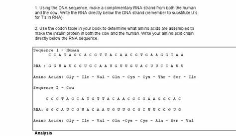 DNA Worksheet Answers | PDF | Genetic Code | Nucleic Acid Sequence
