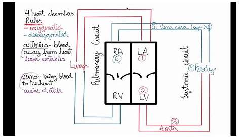 pulmonary circuit and systemic circuit diagram