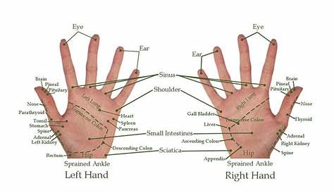 high resolution hand reflexology chart
