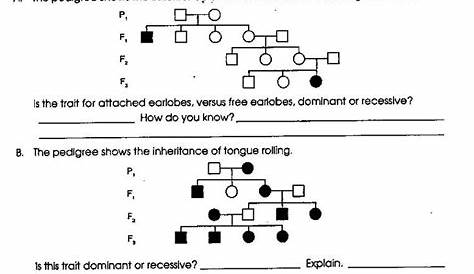 genetics practice worksheet answers
