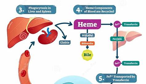 Red Blood Cell Life Cycle Medical Vector Illustration Diagram with