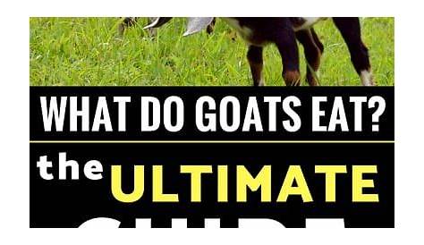 goat diet goat feeding chart