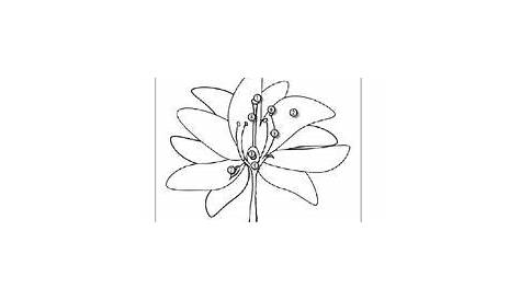 label the parts of a flower worksheet