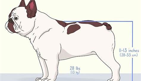 french bulldog ear positions chart